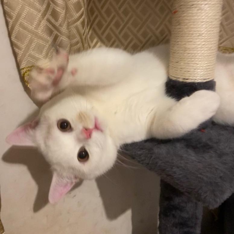 小小的猫