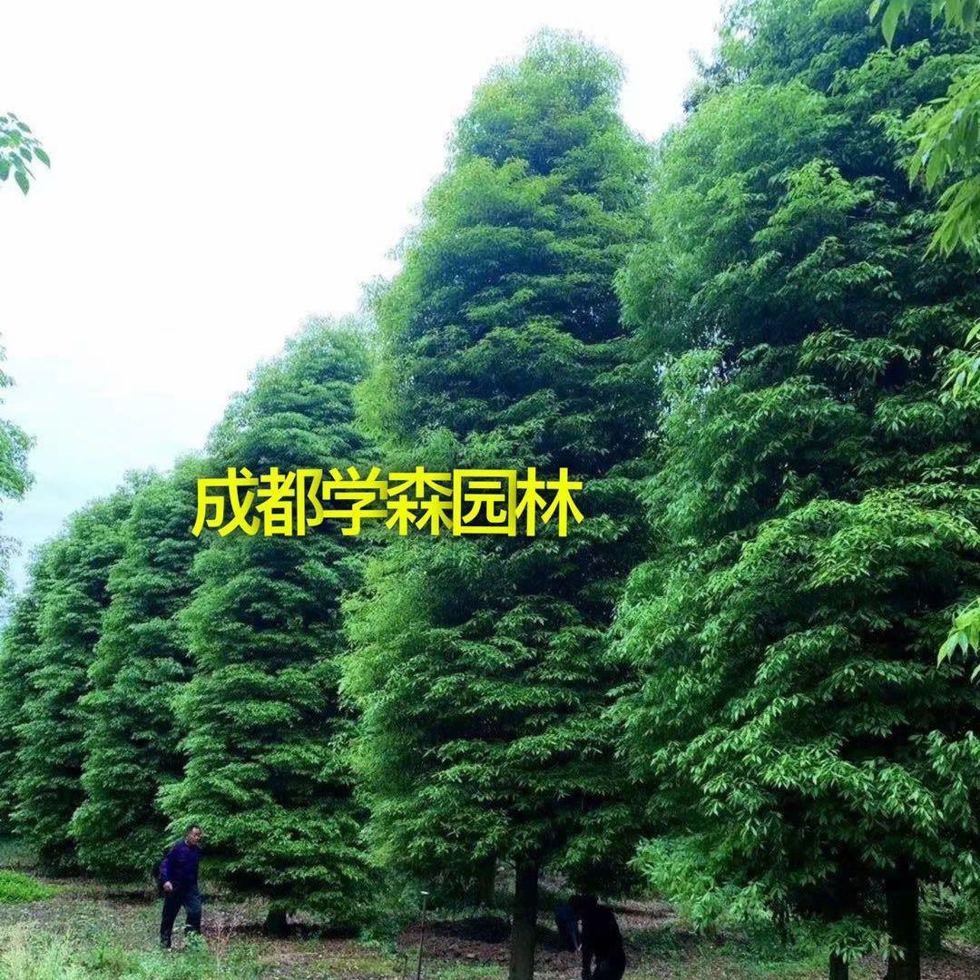 成都学森园林