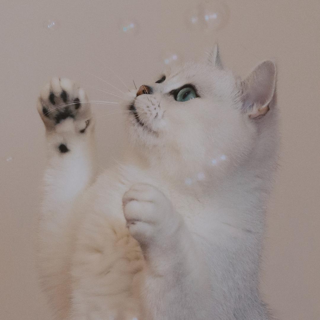 芝士是只猫