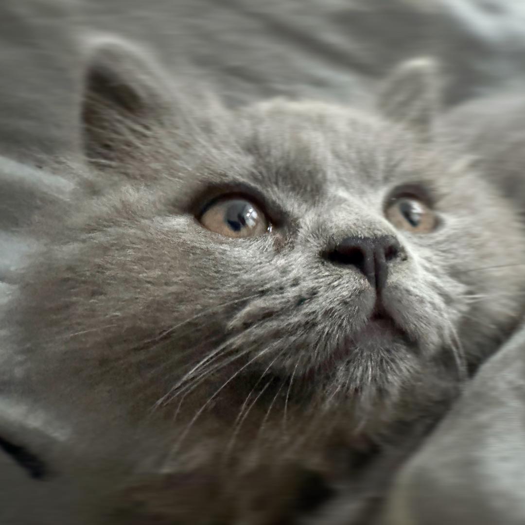 小灰灰成长记🐱