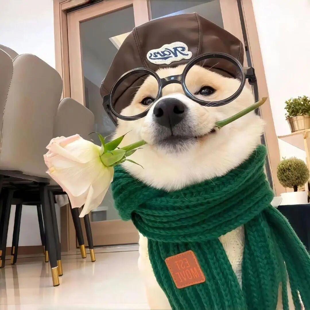 土坡上的黄土狗