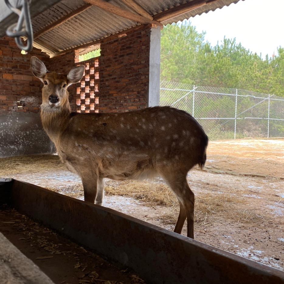 江西峡江梅花鹿养殖🦌🦌