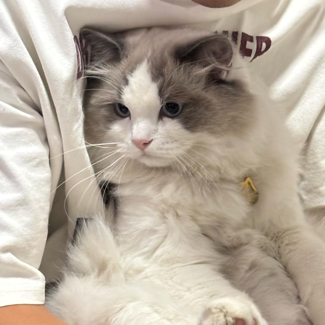 球球是只猫.