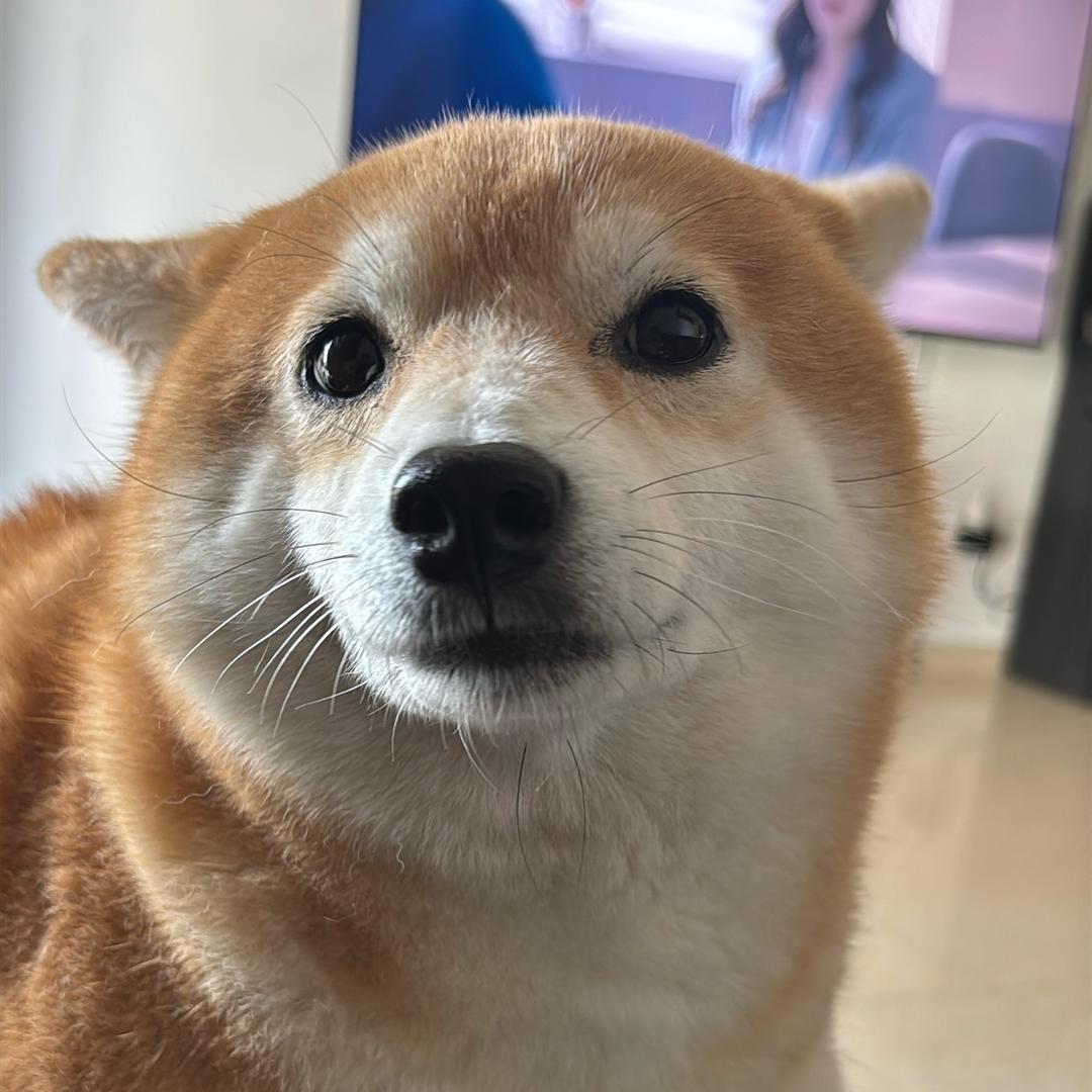 柴犬Qbb&发财