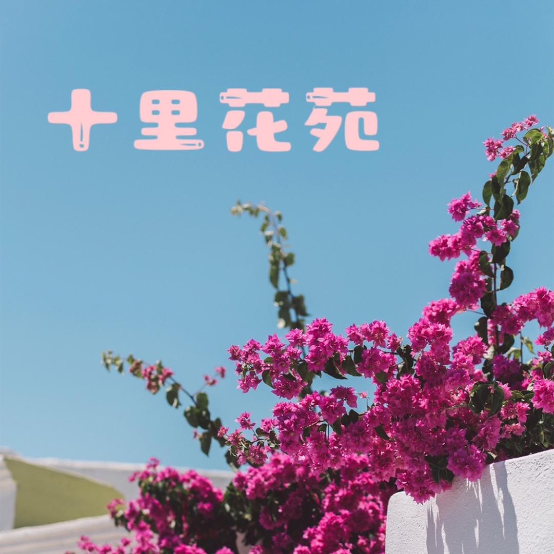 十里三角梅