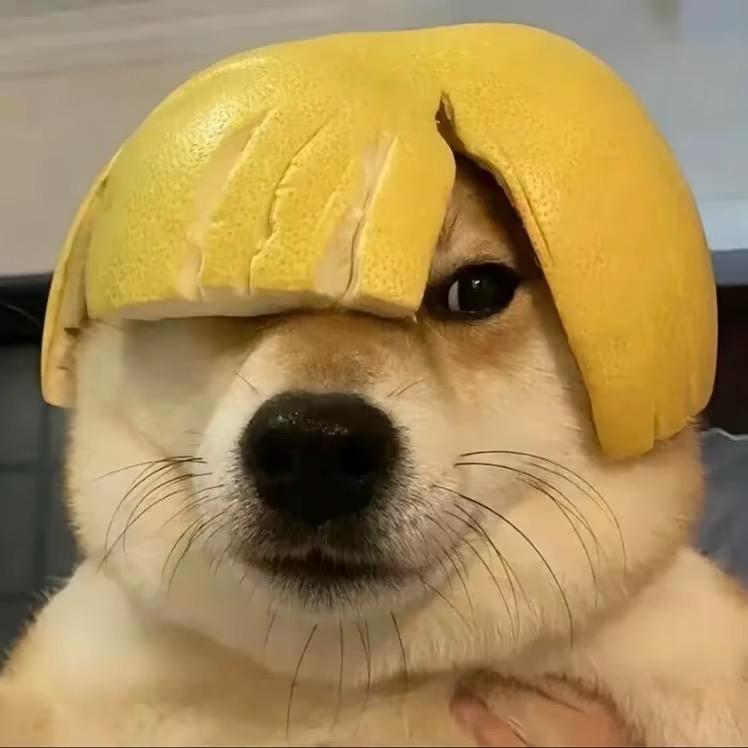 UU猪蛋（宠物零食）