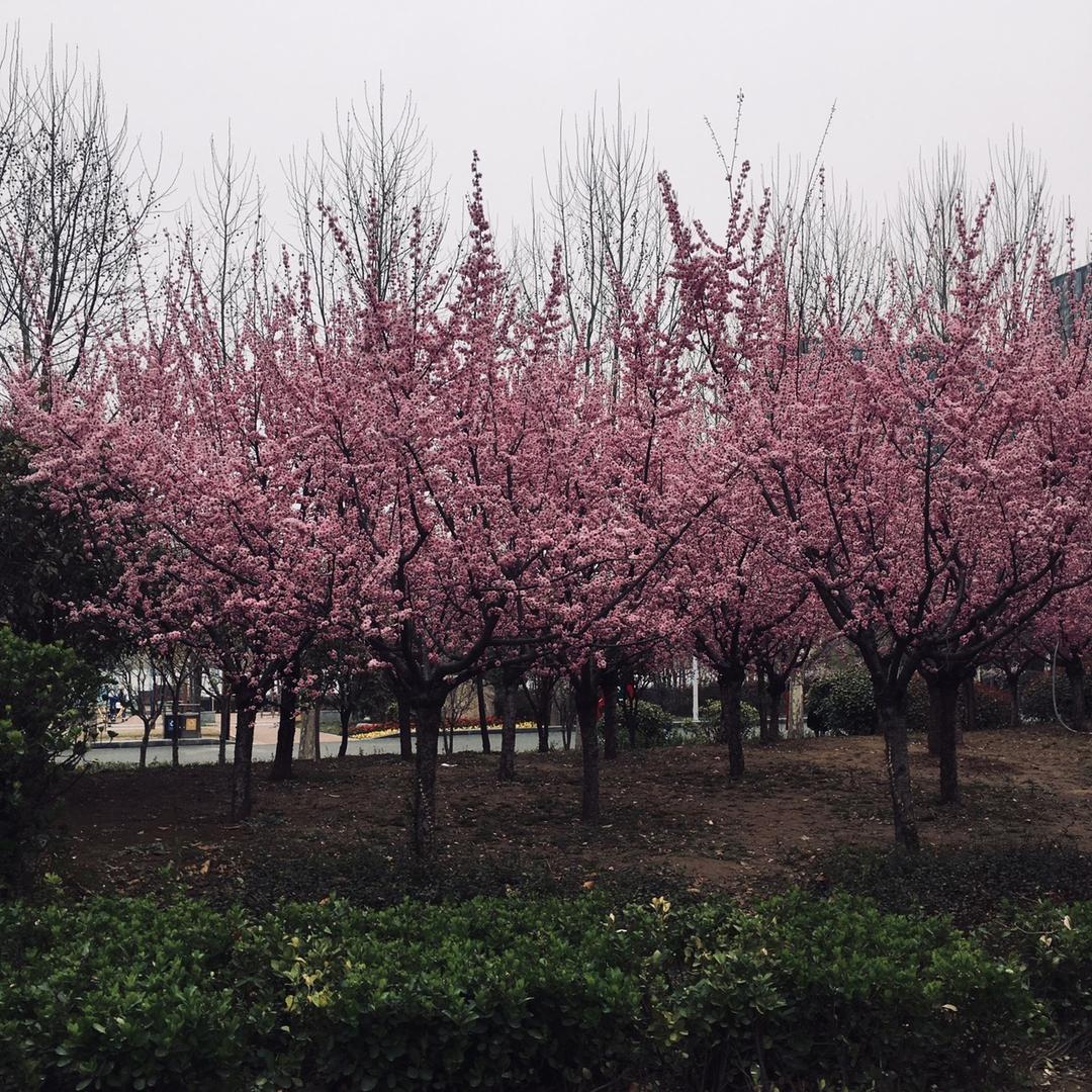 jiaxx