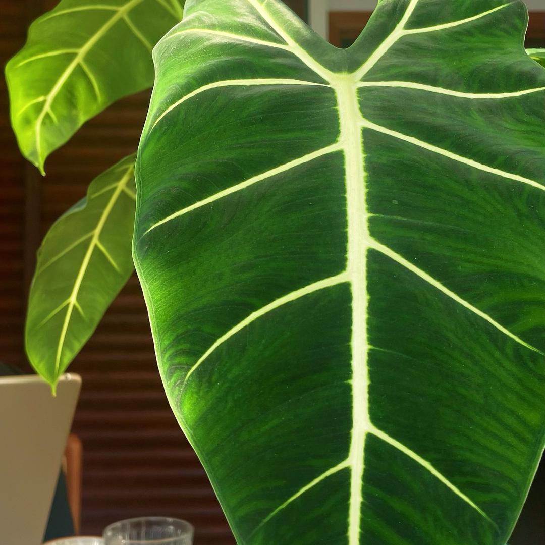 ⛧祝我们万岁✨