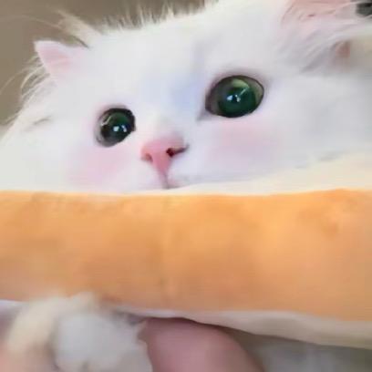 皮炎夹石