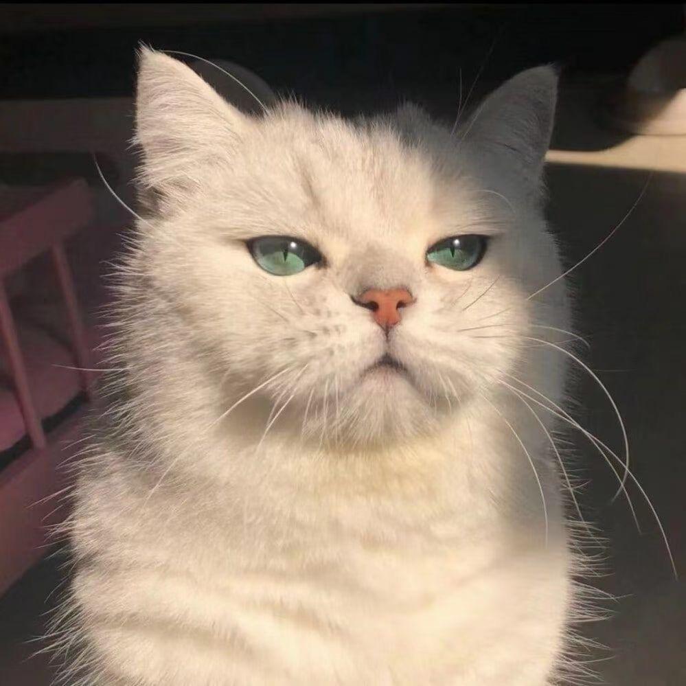 大脸猫66