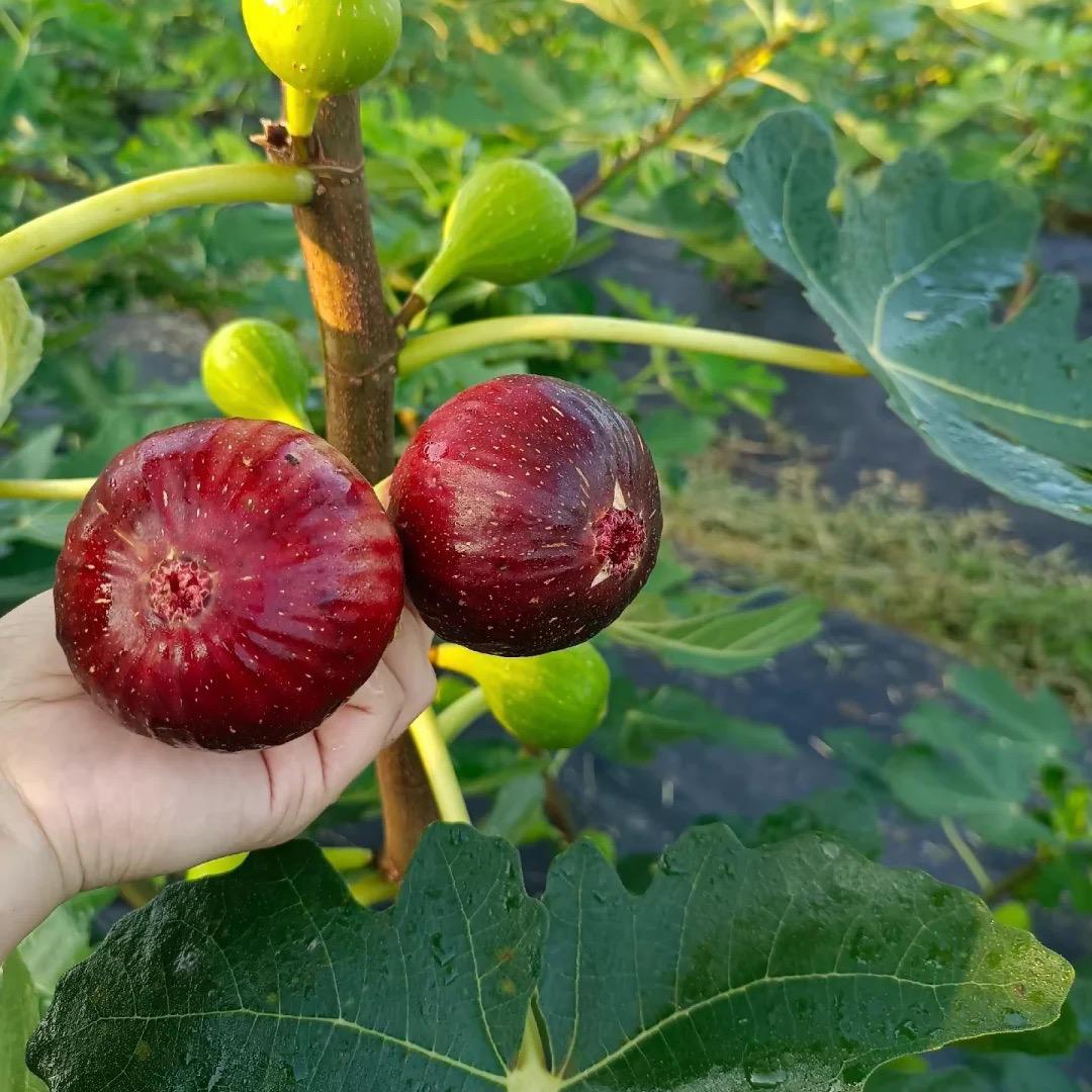 UOSU迪名果树苗木专卖店
