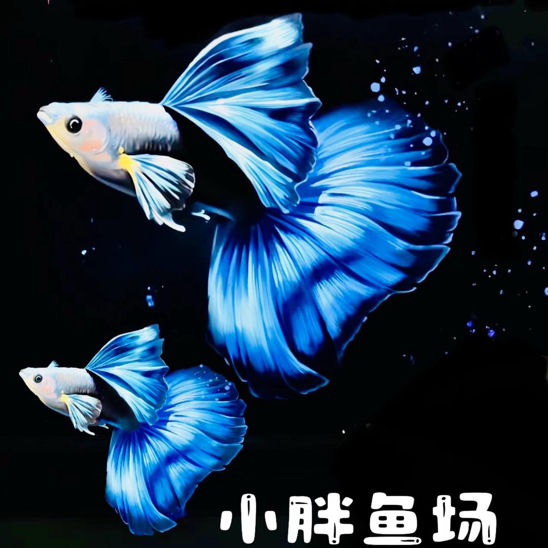 亮闪闪观赏鱼