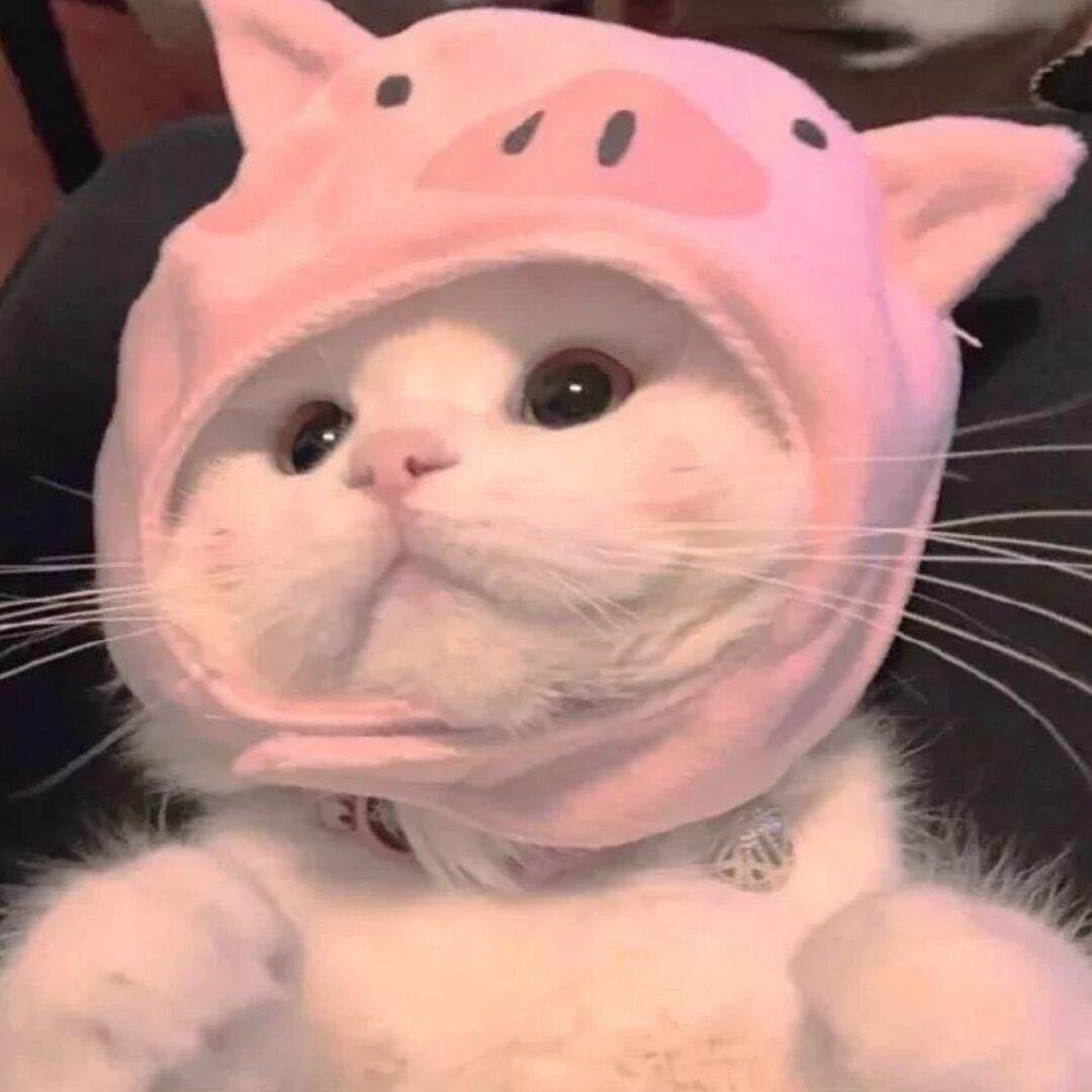 吃个爆辣 •ᴥ•꧞