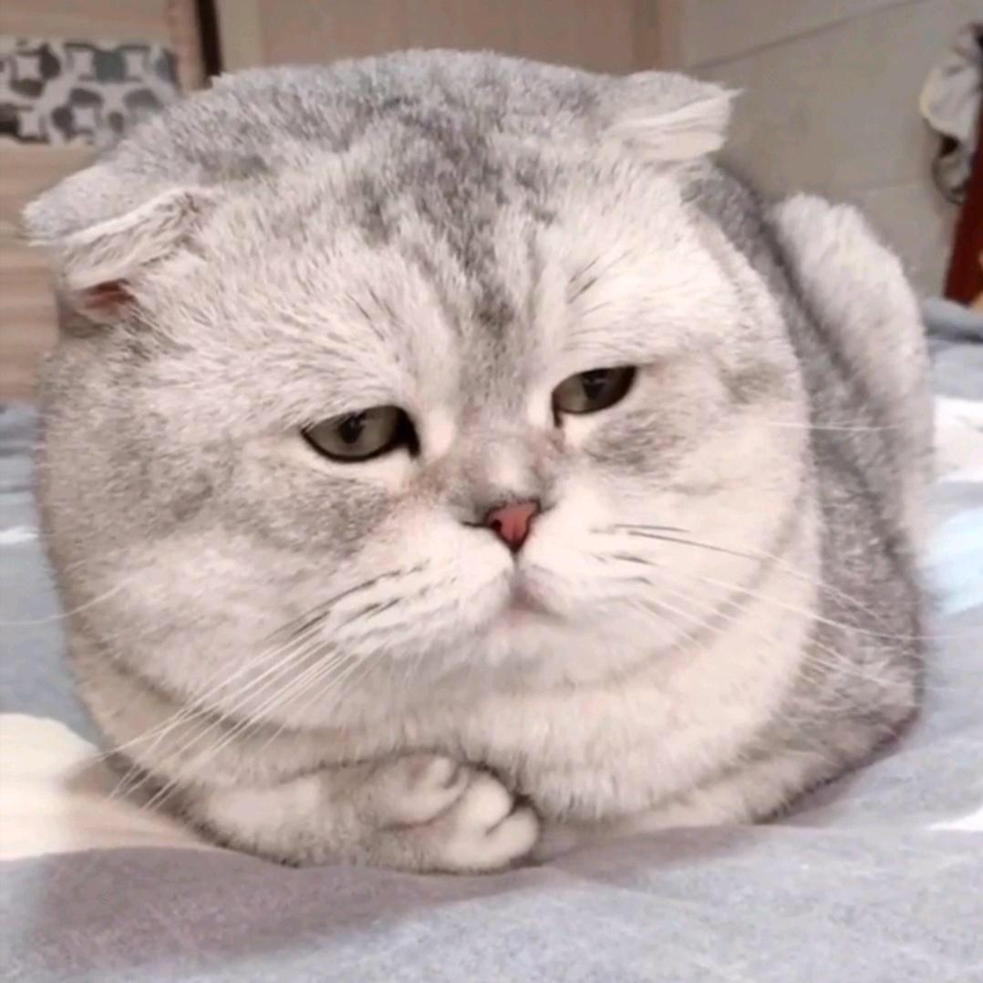 圈圈是只🐷🐈
