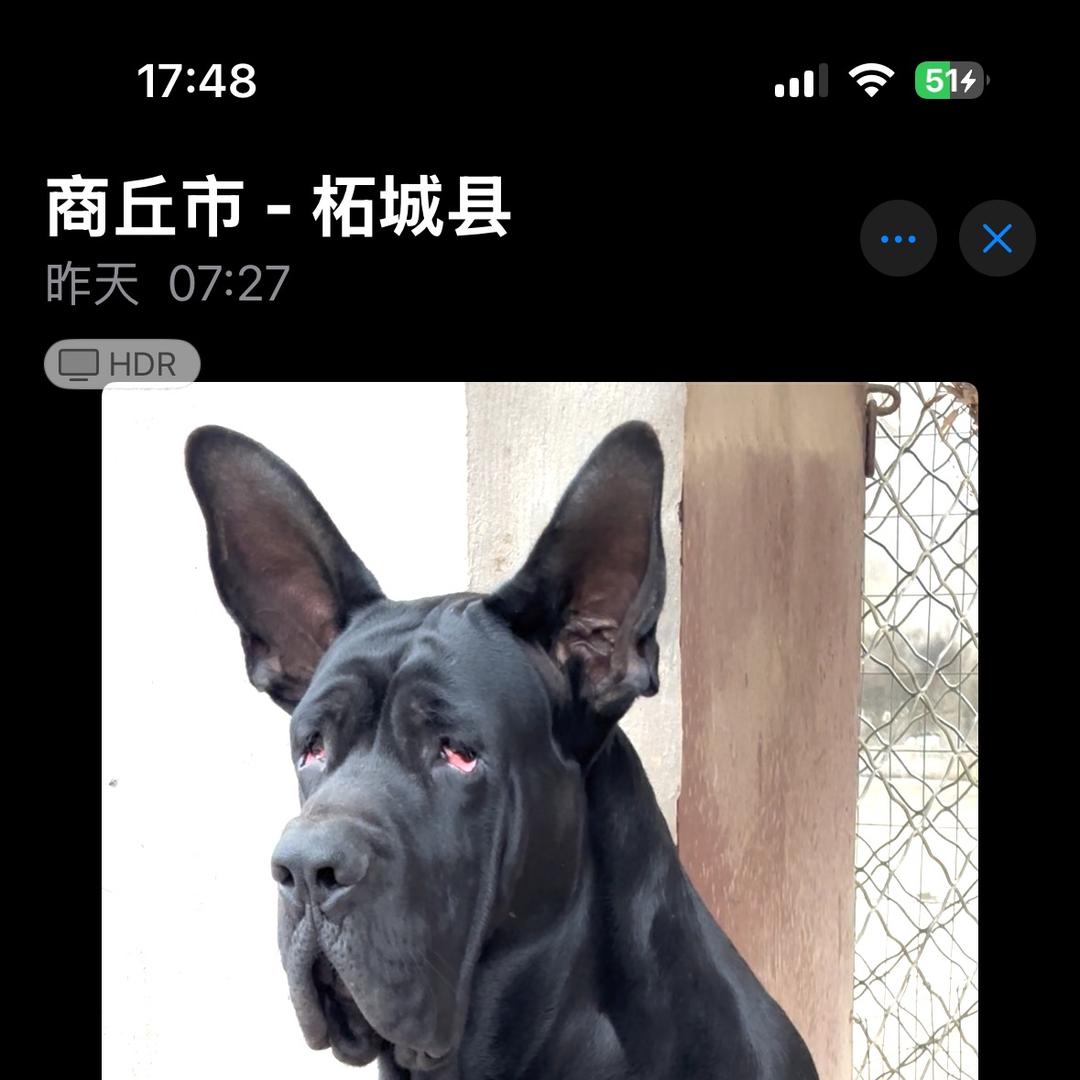 商丘精品黑狼养殖