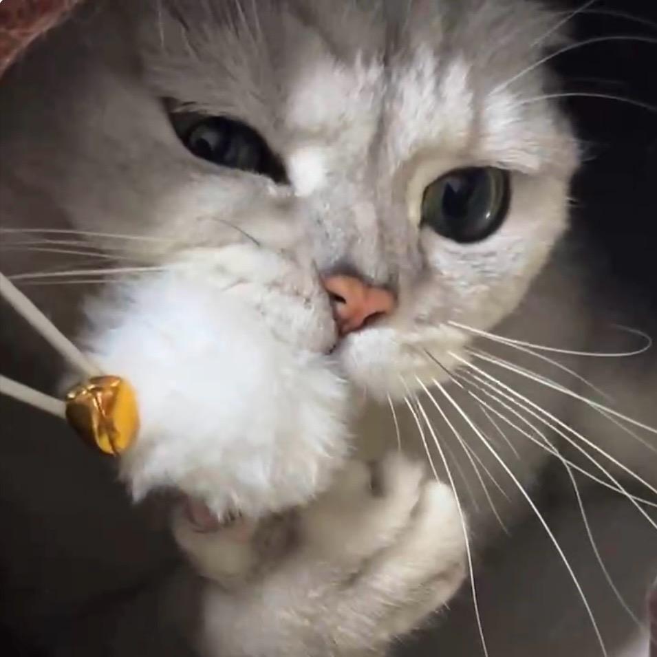 鱼翅猫yu（发财）