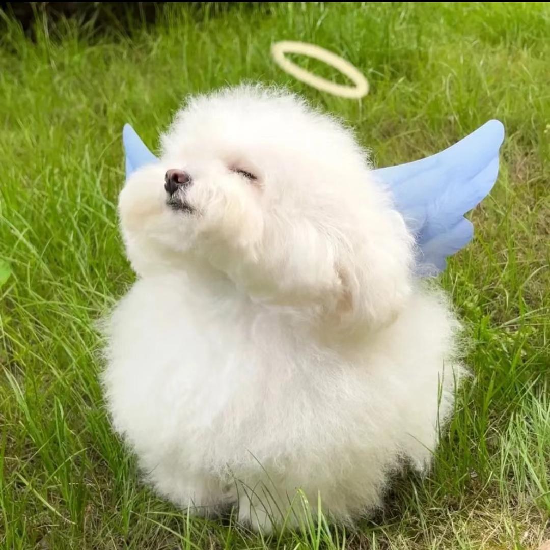 快乐小狗