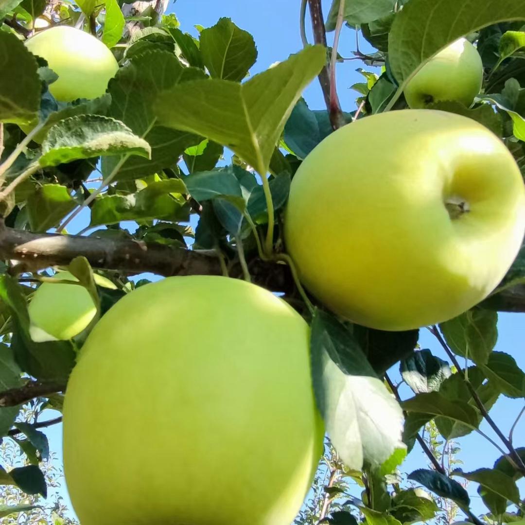 久禾果园企业店