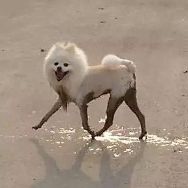 萨瓦迪拉