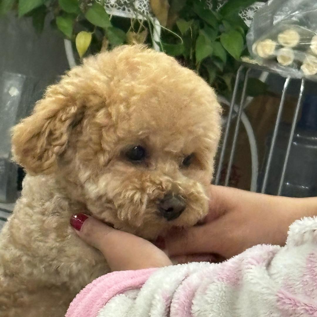 美丽高冷的小薯条