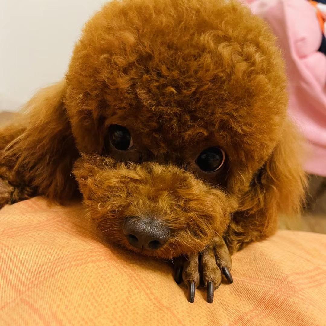 段