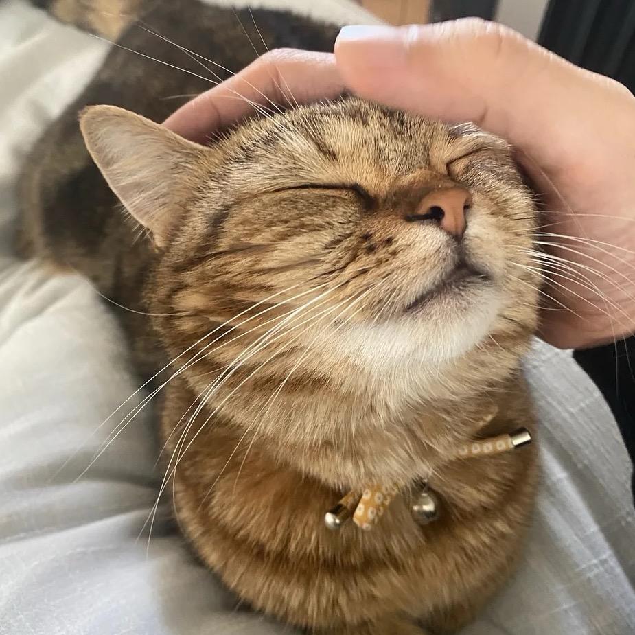 雨谷子（想成为涟君毛咪版）