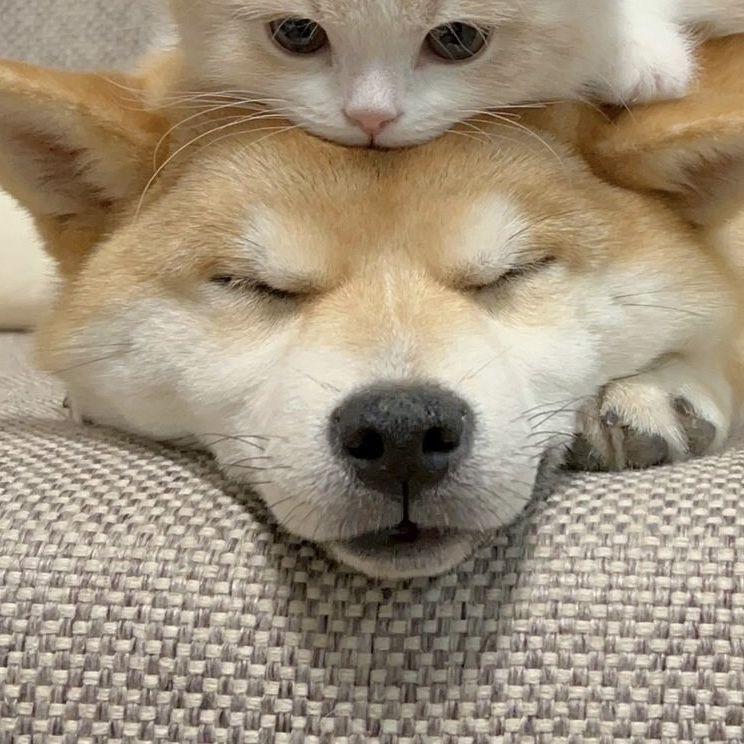 羲融