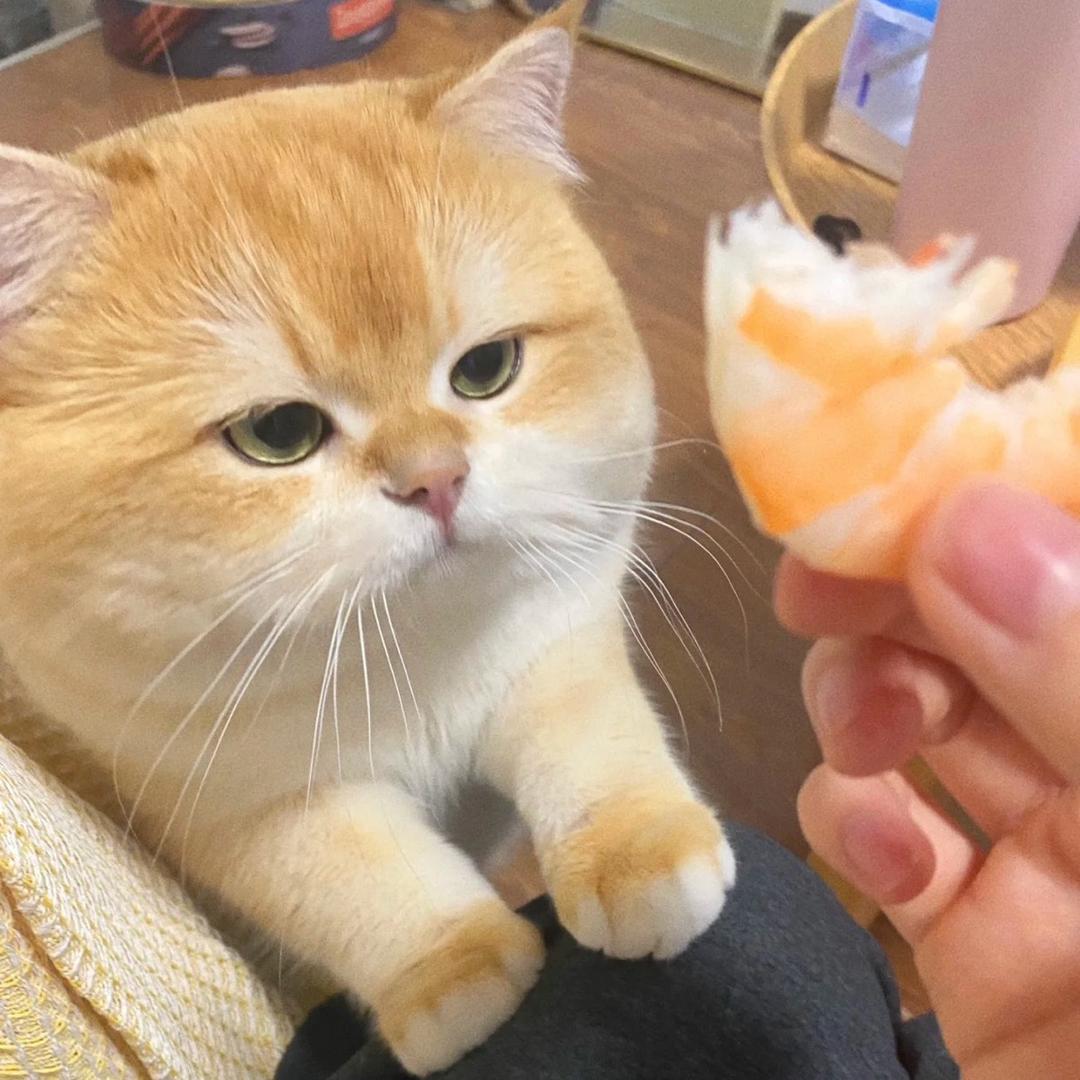 葉吉
