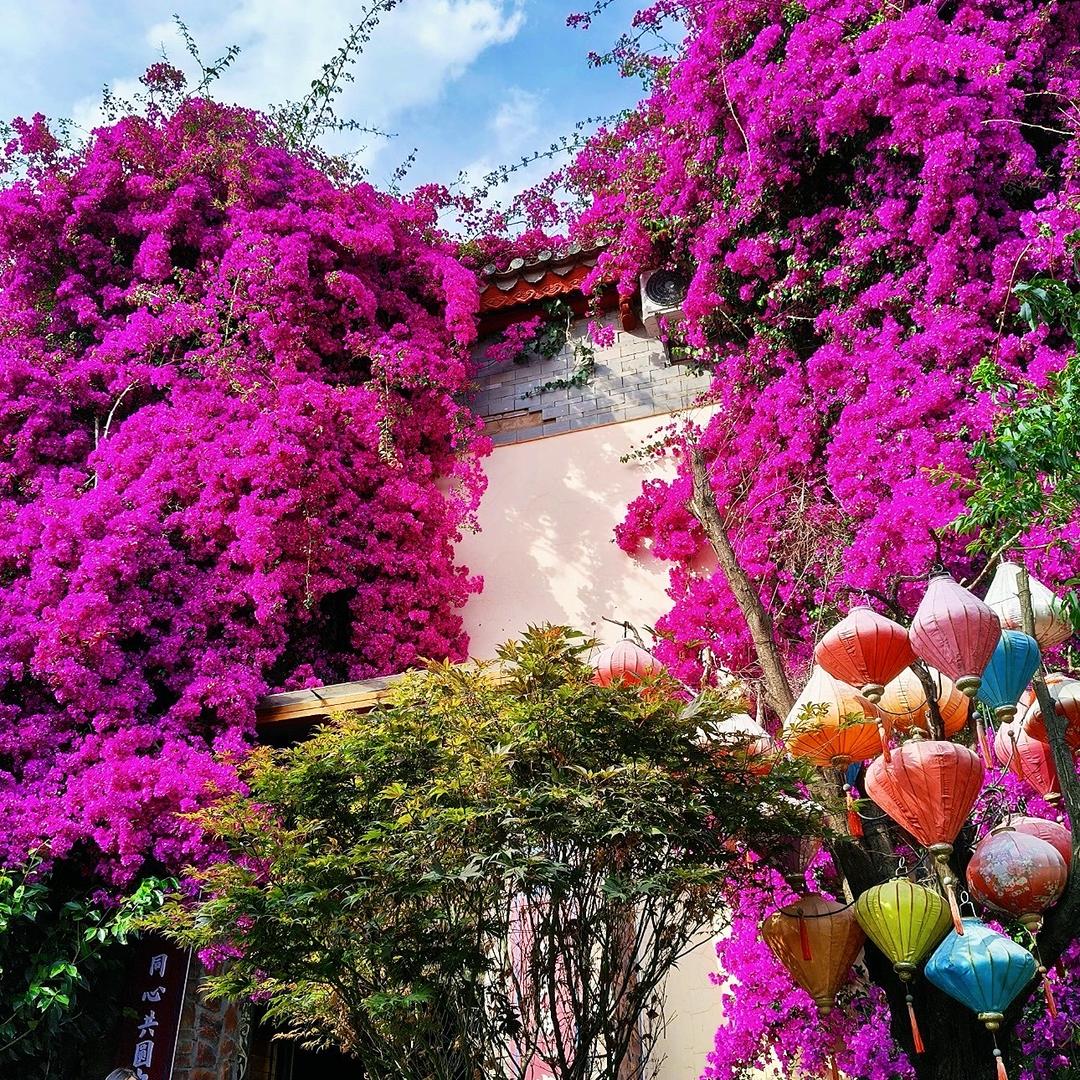 园诗园艺三角梅花卉