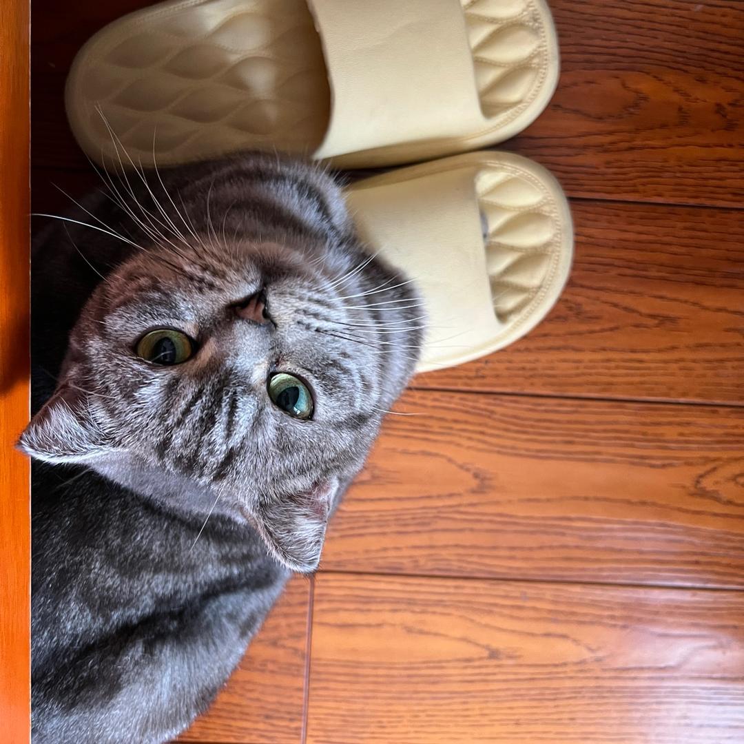 奶糖大大大铺子