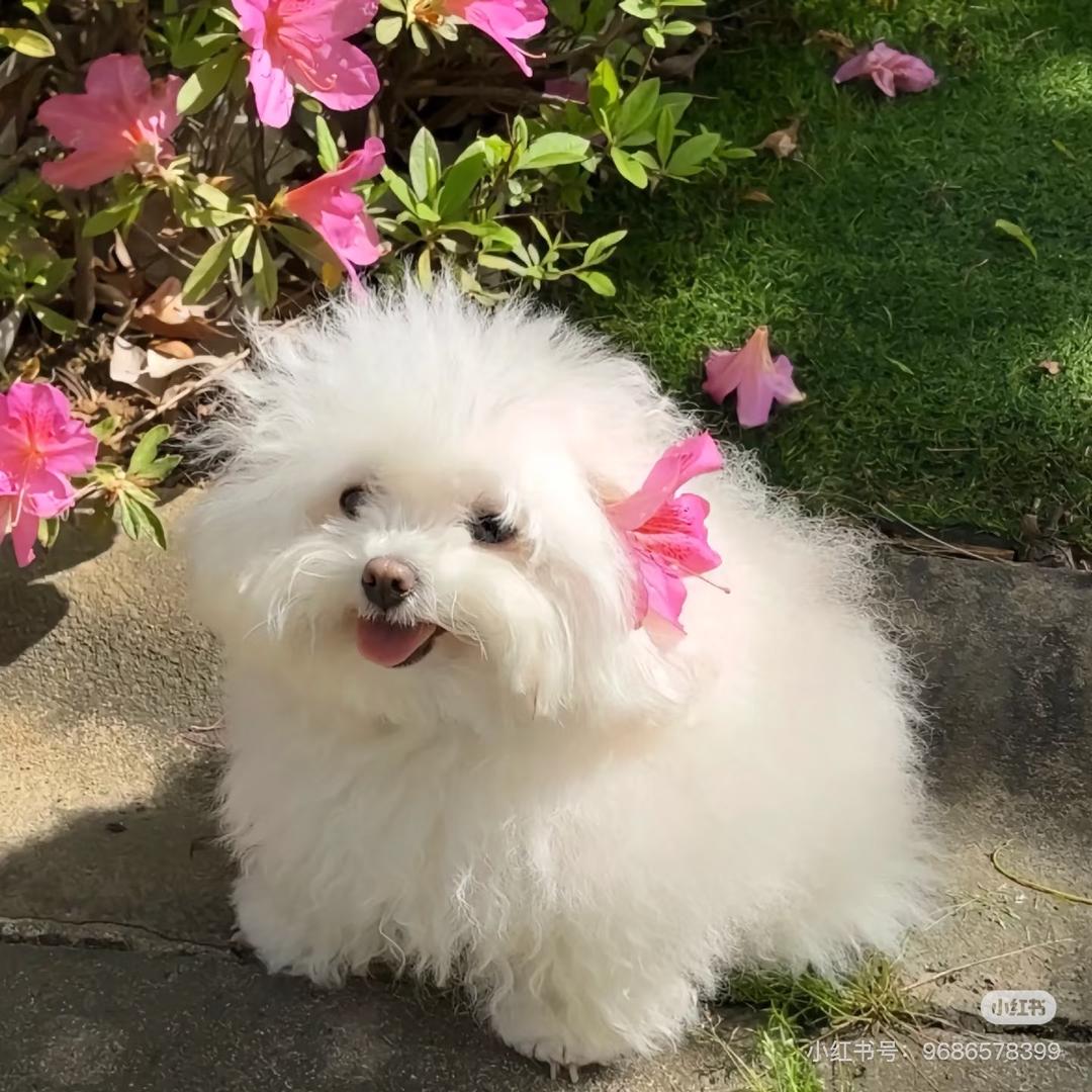 圆圆吃不胖