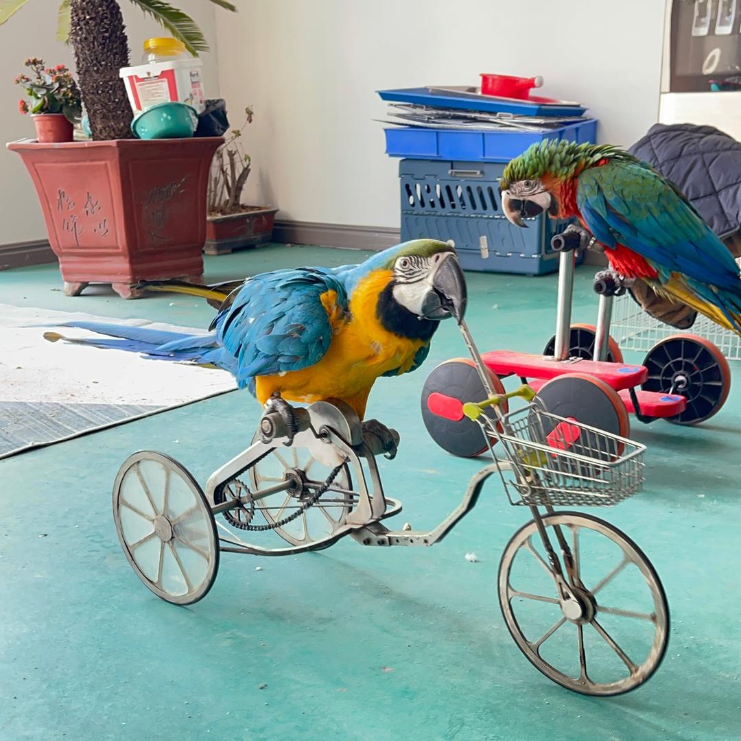 小太阳鹦鹉萌宠