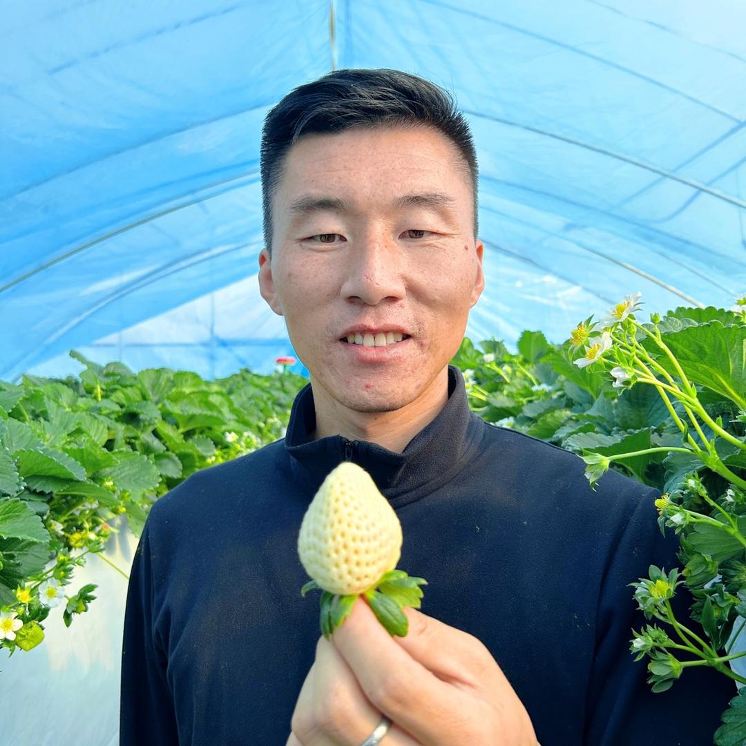 新莓界🍓草莓种植