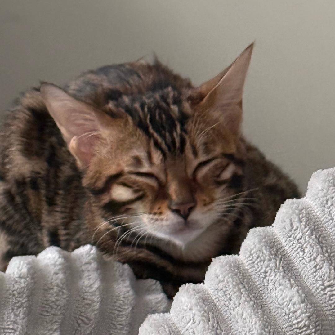 理亚有理想计划