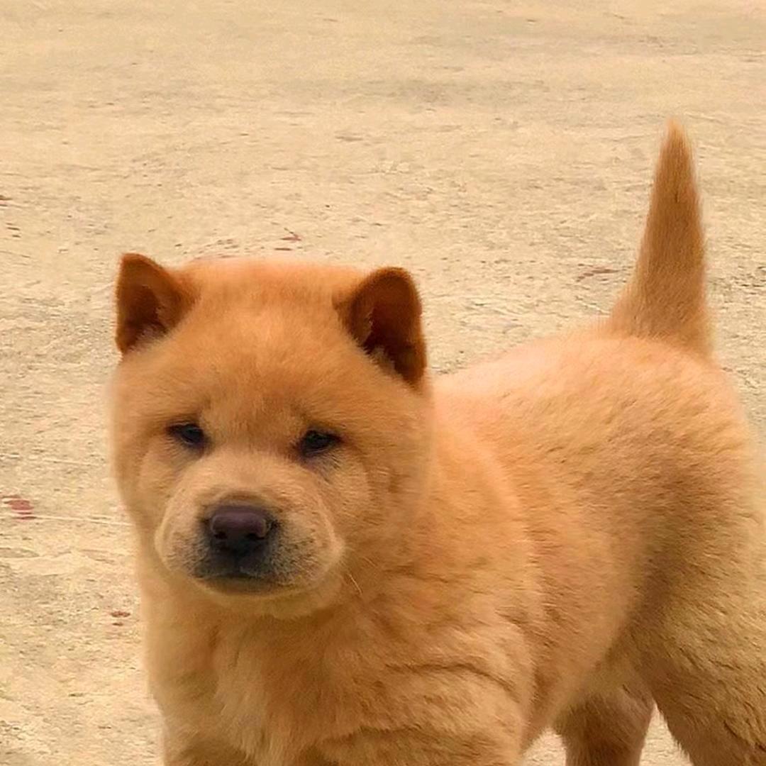 广西阿明土猎
