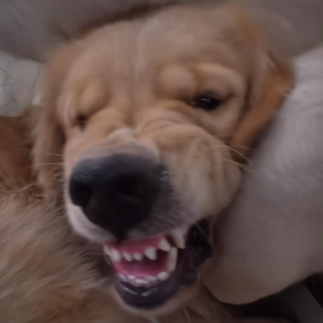 鱼鱼