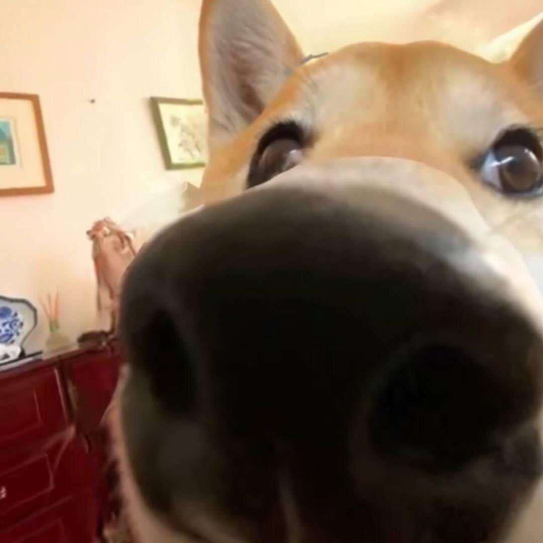 幽梦（最强16养猪）