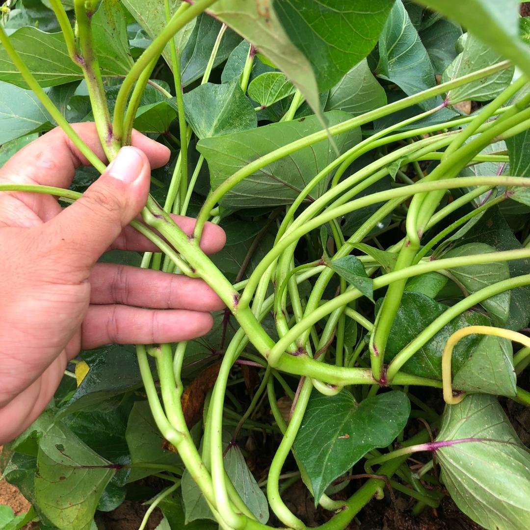 广东湛江红薯苗