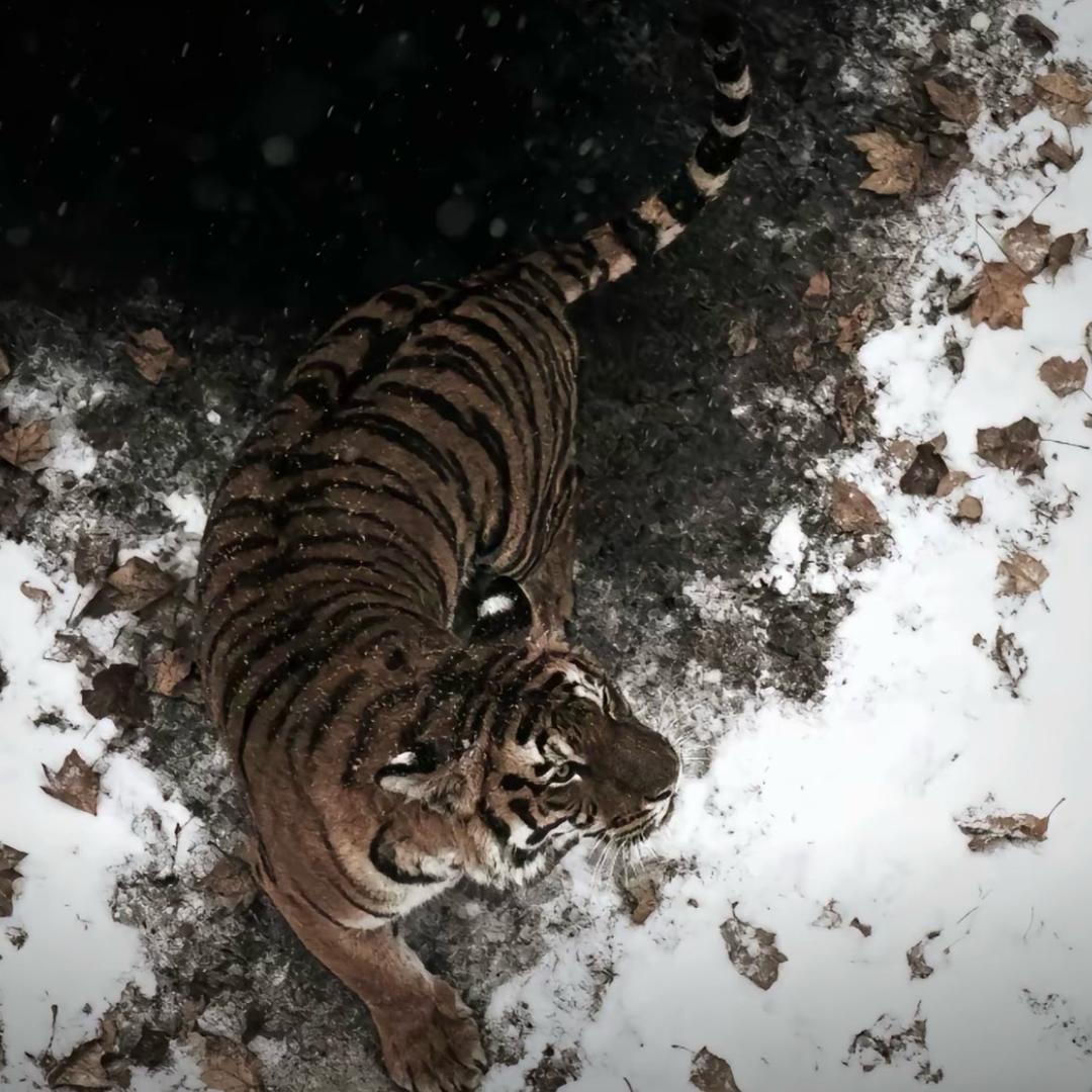 ℋ𝒶𝓃𝒥𝒾𝒶𝒴𝒾.