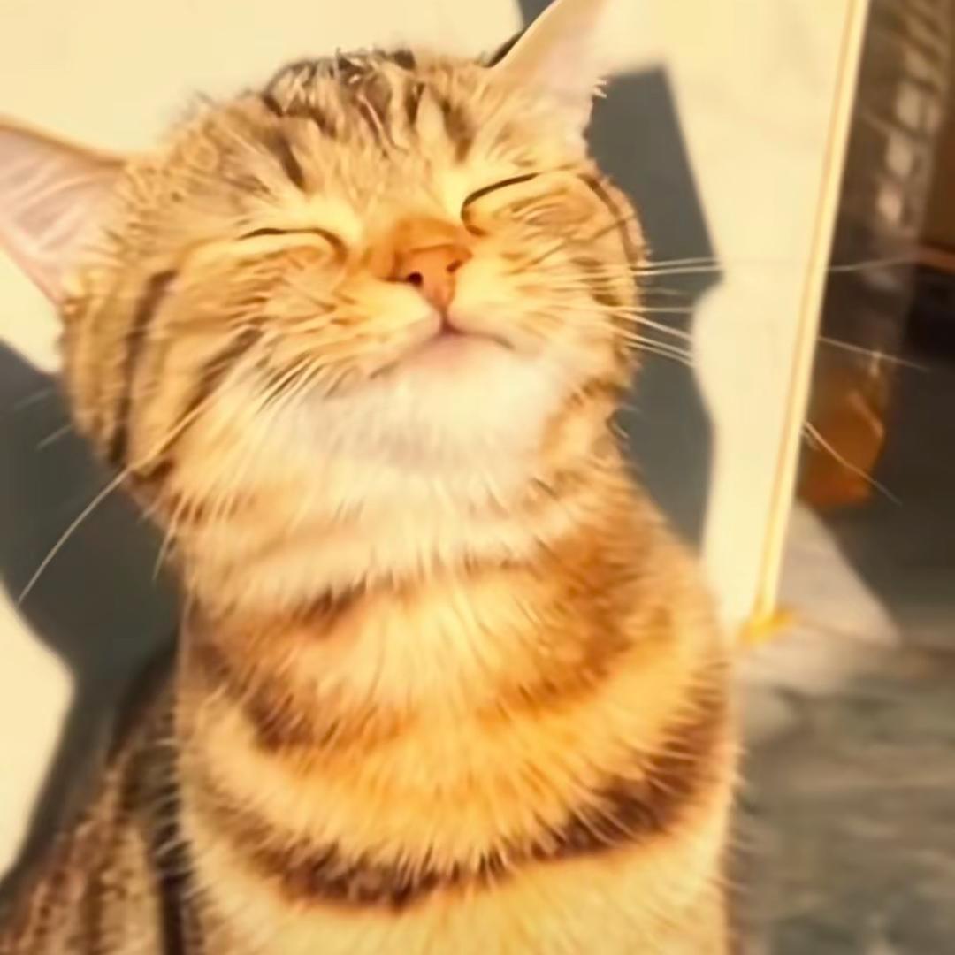 哈喽( つ•̀ω•́)kitty