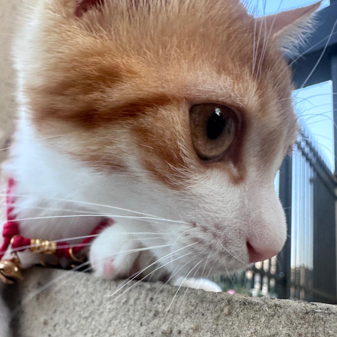 心眼多