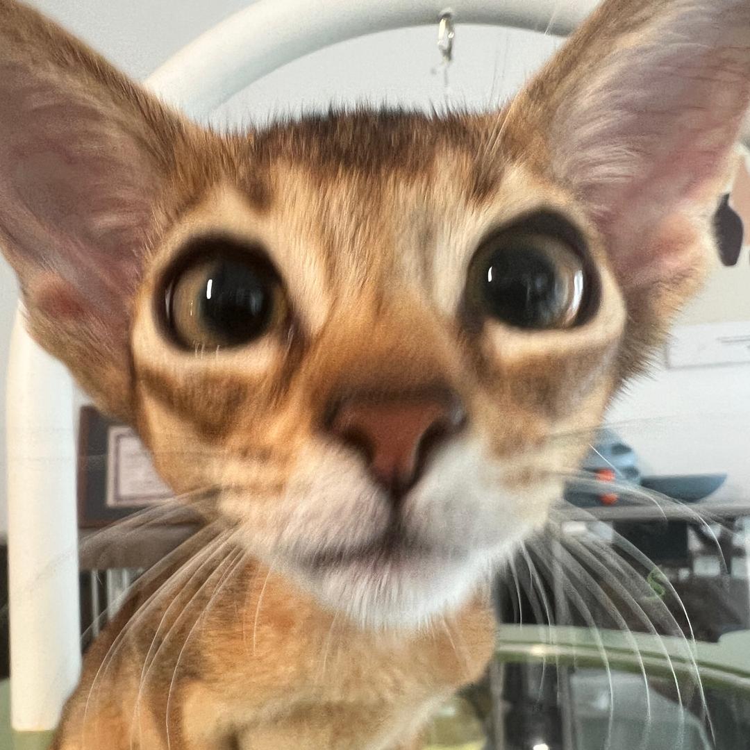 王鹤楼阿比西尼亚