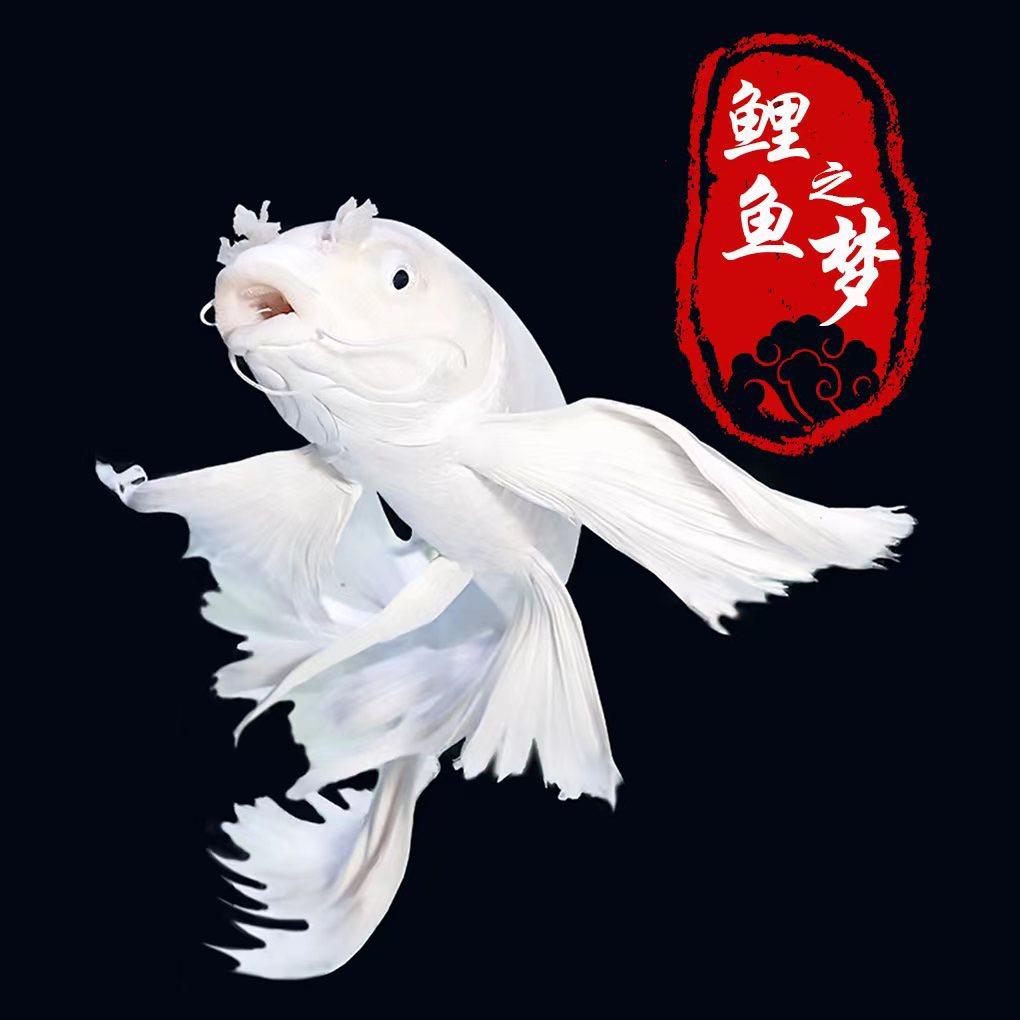 鲤鱼之梦【蝴蝶鲤】