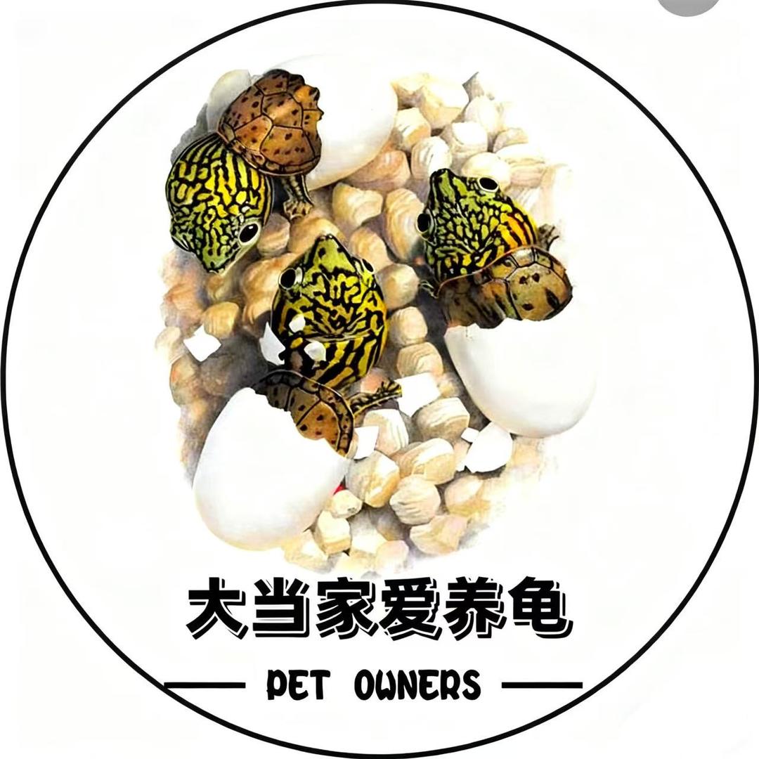 大当家爱养龟（收龟）每日送龟