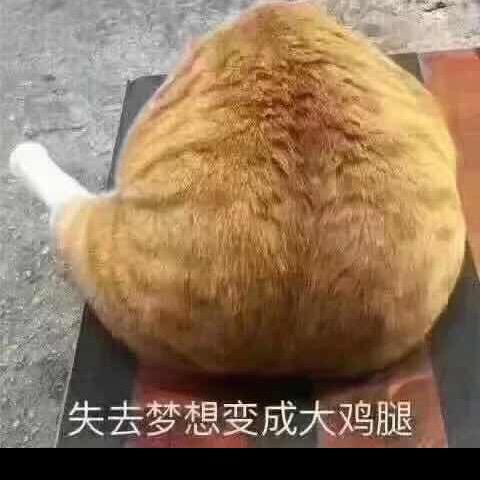 失去梦想猫