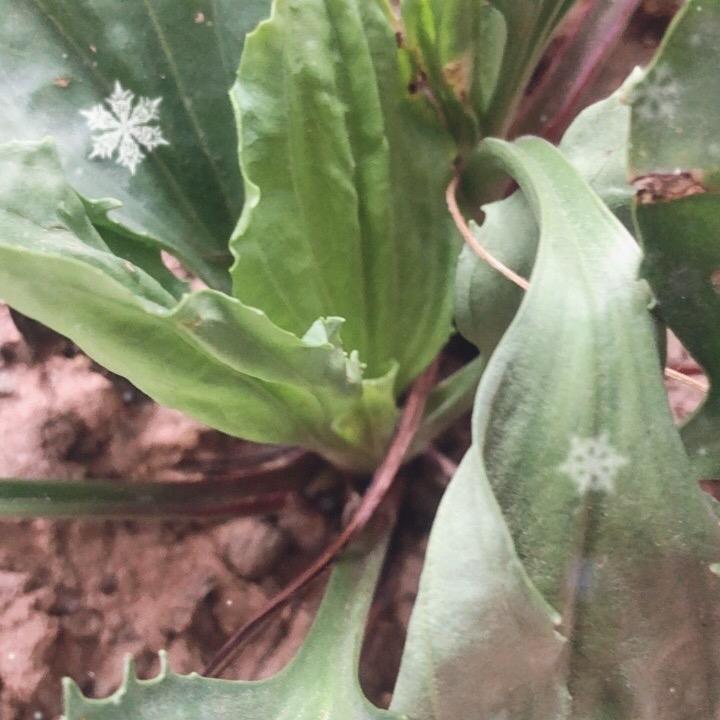 体会百草精华