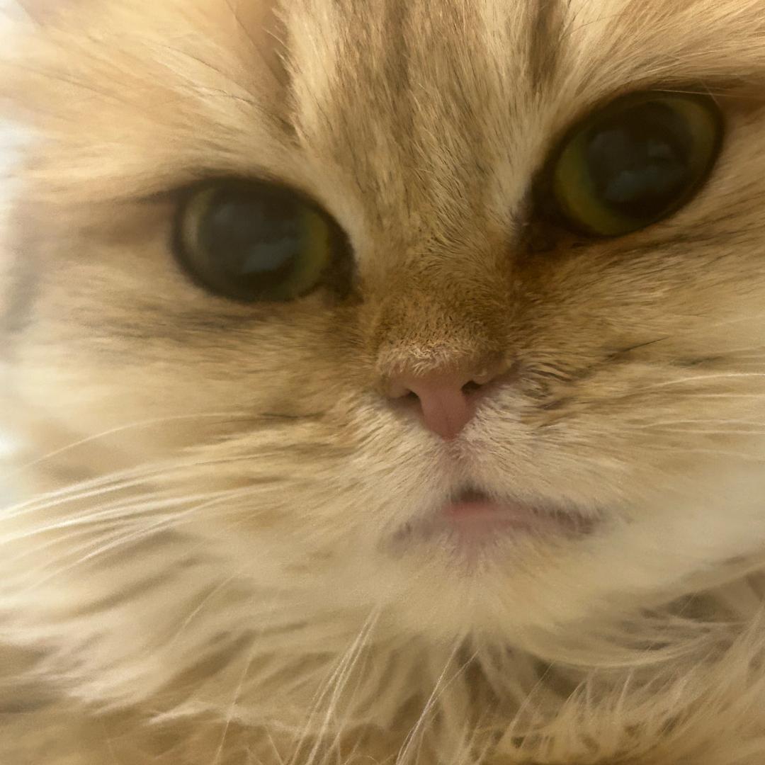 嘟嘟豆豆