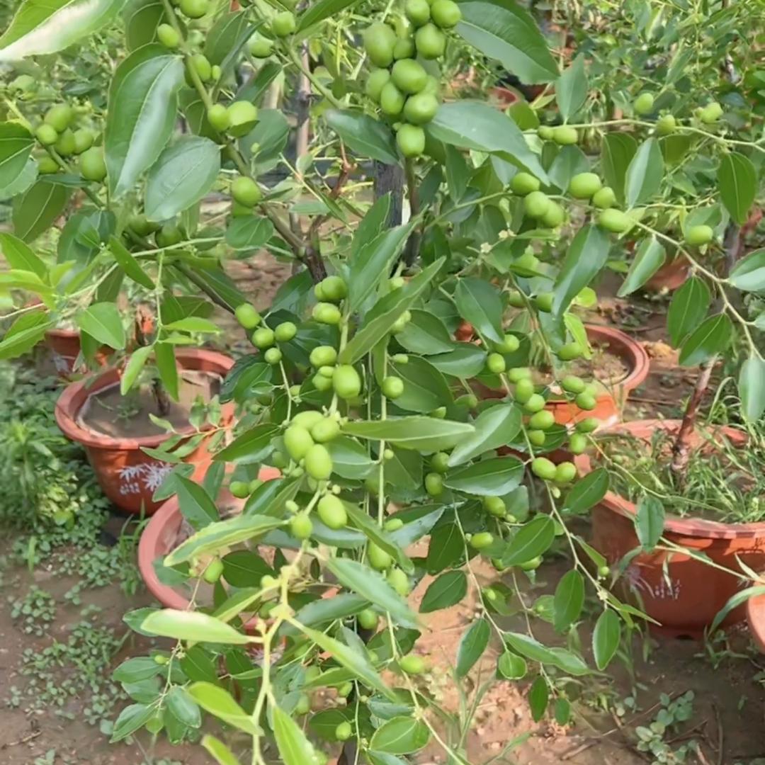 博海果树苗木专营店