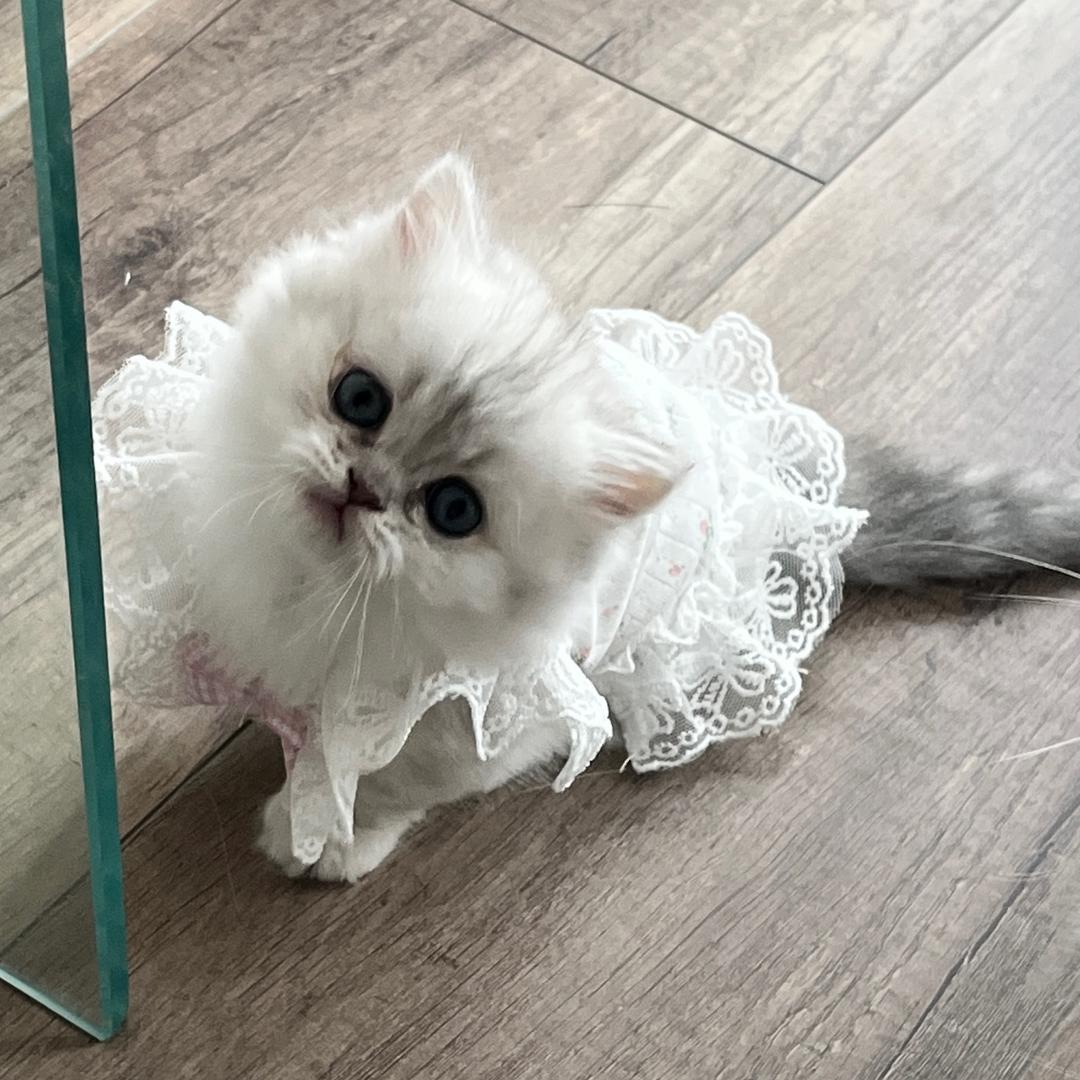 天天的小猫咪