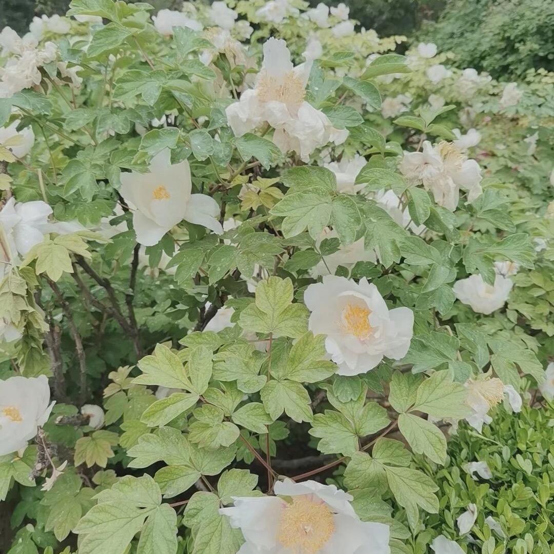 🌹